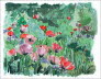 2007 Roter Mohn, 30x40, Aquarell