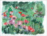 2007 Roter Mohn, 30x40, Aquarell